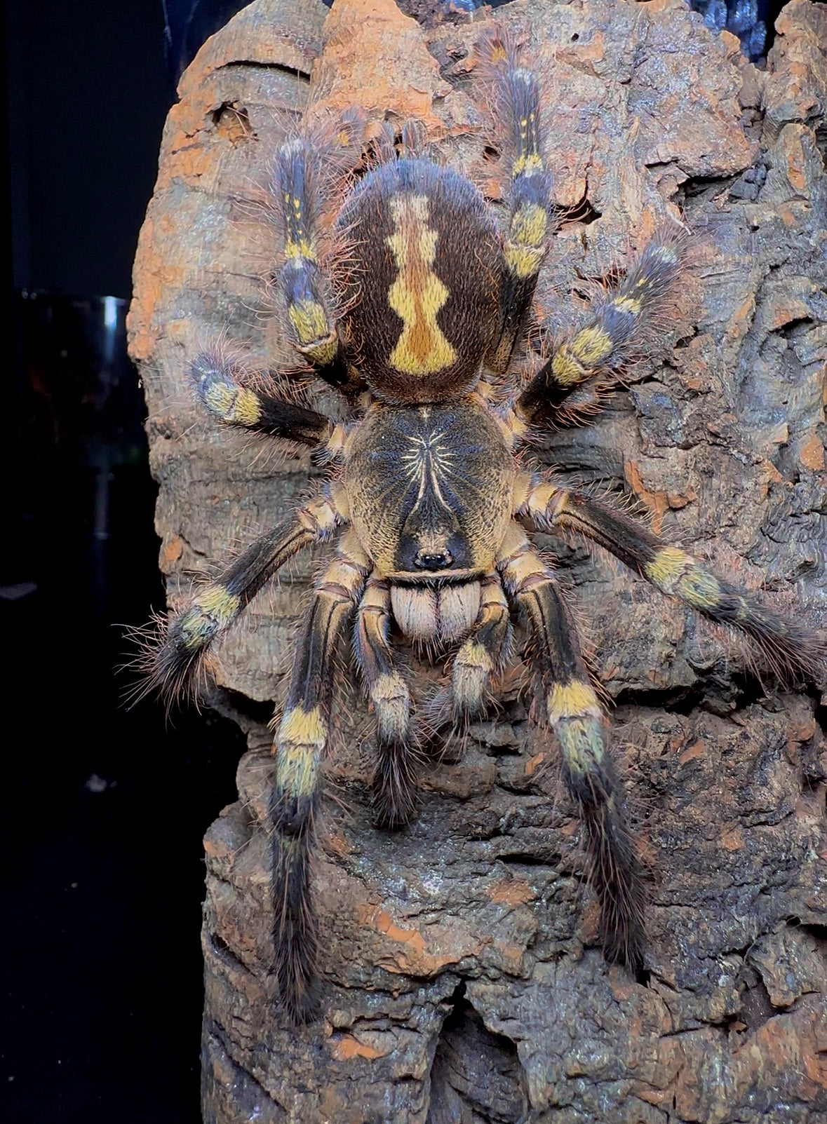 Poecilotheria Subfusca Highland - Ivory Ornamental - For sale