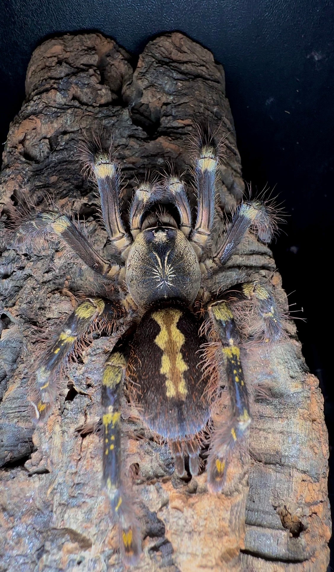 Poecilotheria Subfusca Highland - Ivory Ornamental - For sale