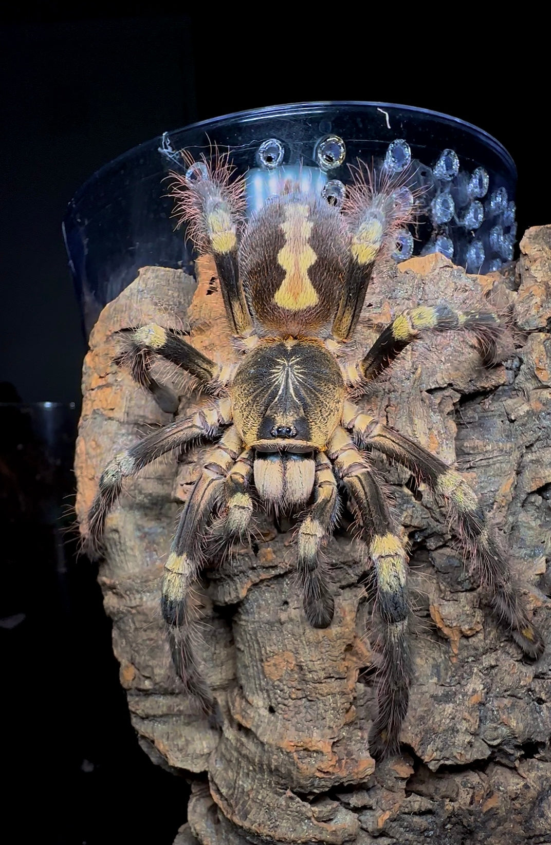 🎁 FREE With Orders $3000+ Poecilotheria Subfusca Highland - Sub-Adult Female! (Only 1 Left)