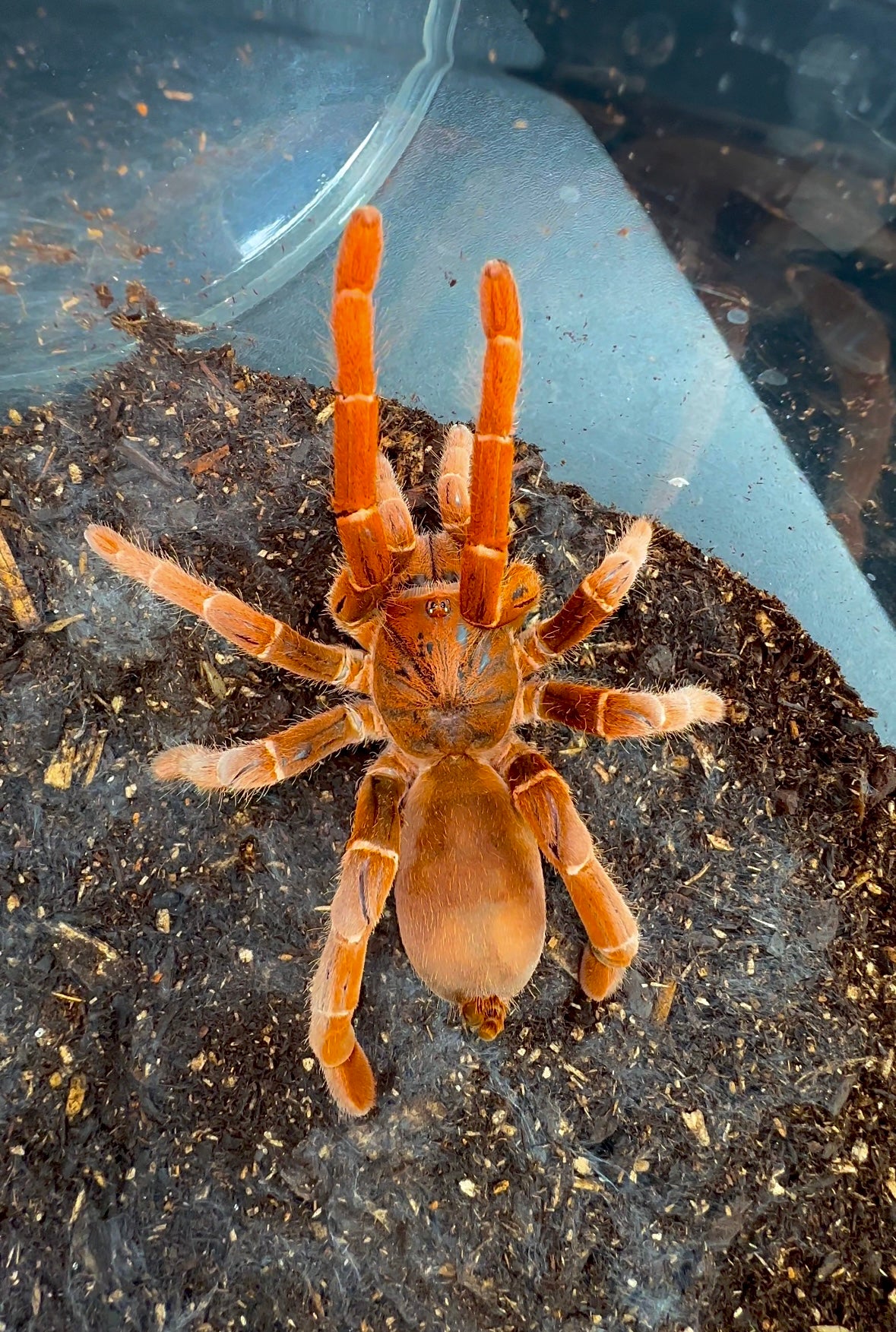 Pelinobius muticus - King baboon tarantula up close detail 