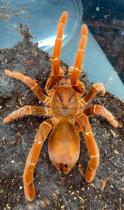 Adult Female King Baboon tarantula for sale - Pelinobius muticus