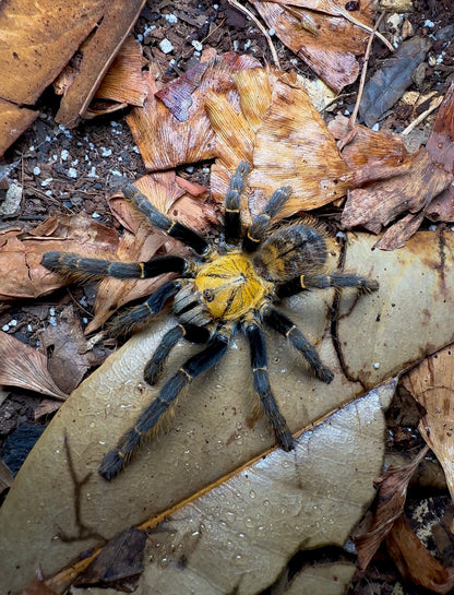 Orithoctinae sp. Ho Chi Minh Tarantula Full grown female 