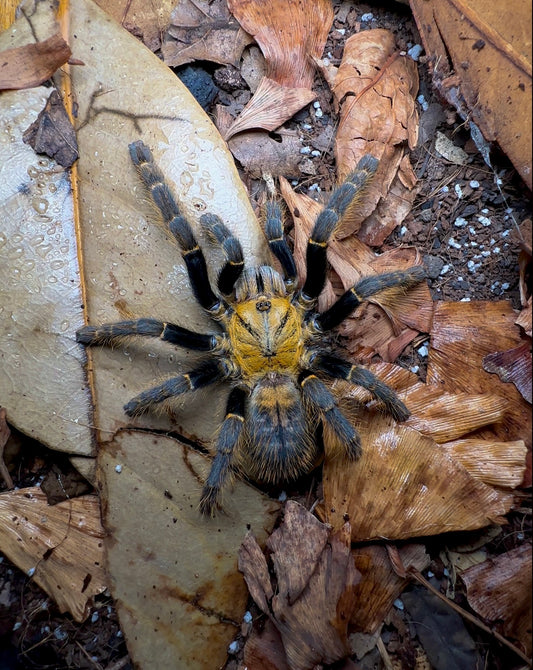 Orithoctinae sp. Ho Chi Minh Tarantula Up close on leaf litter 