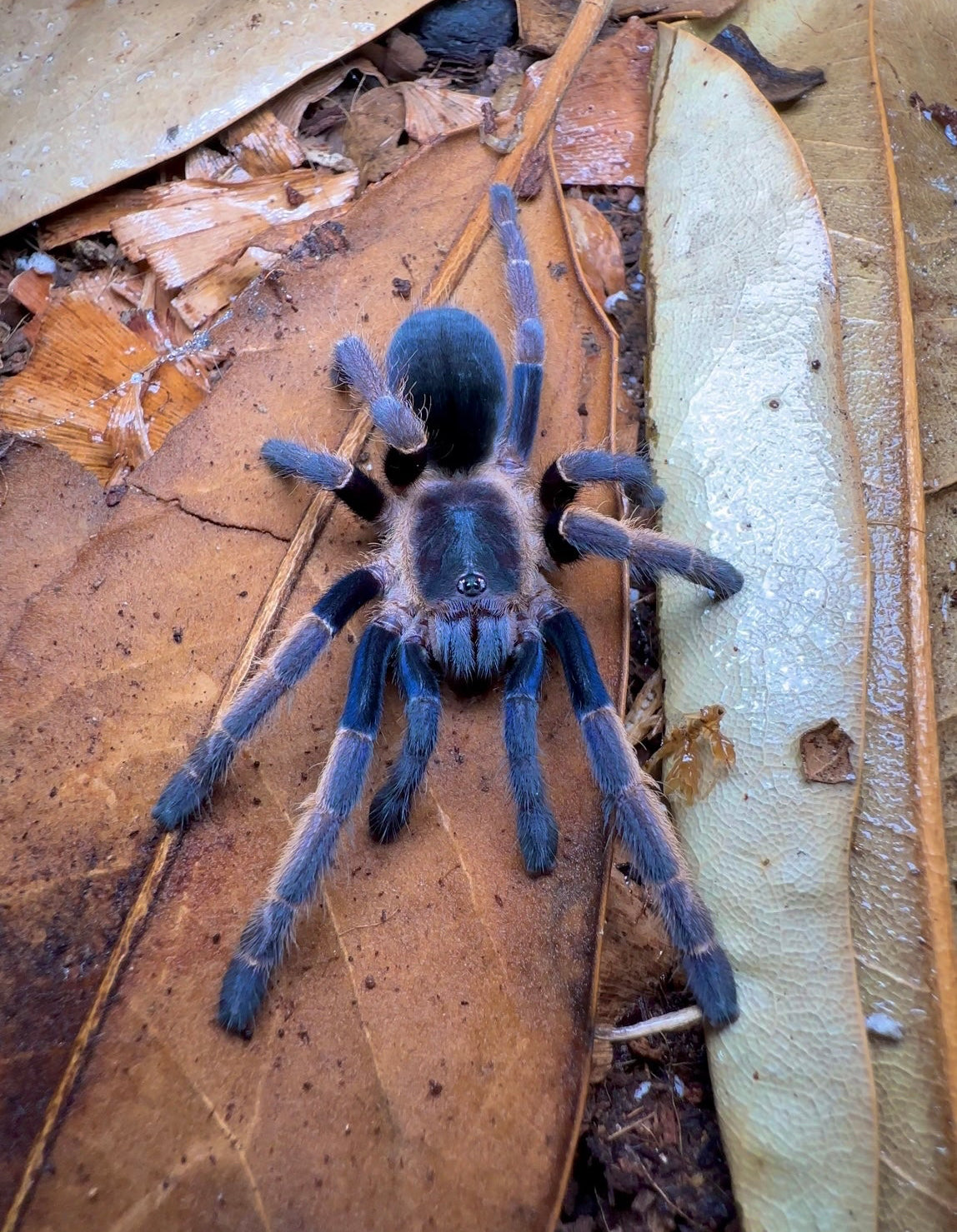 Orithoctinae sp. Ranong Blue tarantula for sale - Sub Adult Female 