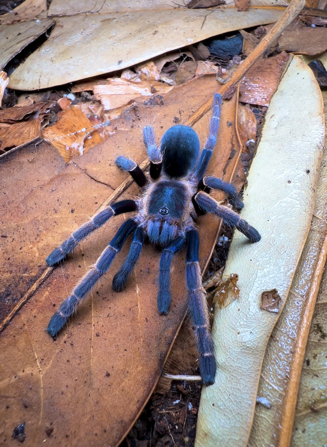 Twilight Blue Earth Tiger - Orithoctinae sp. Ranong Blue - front side  