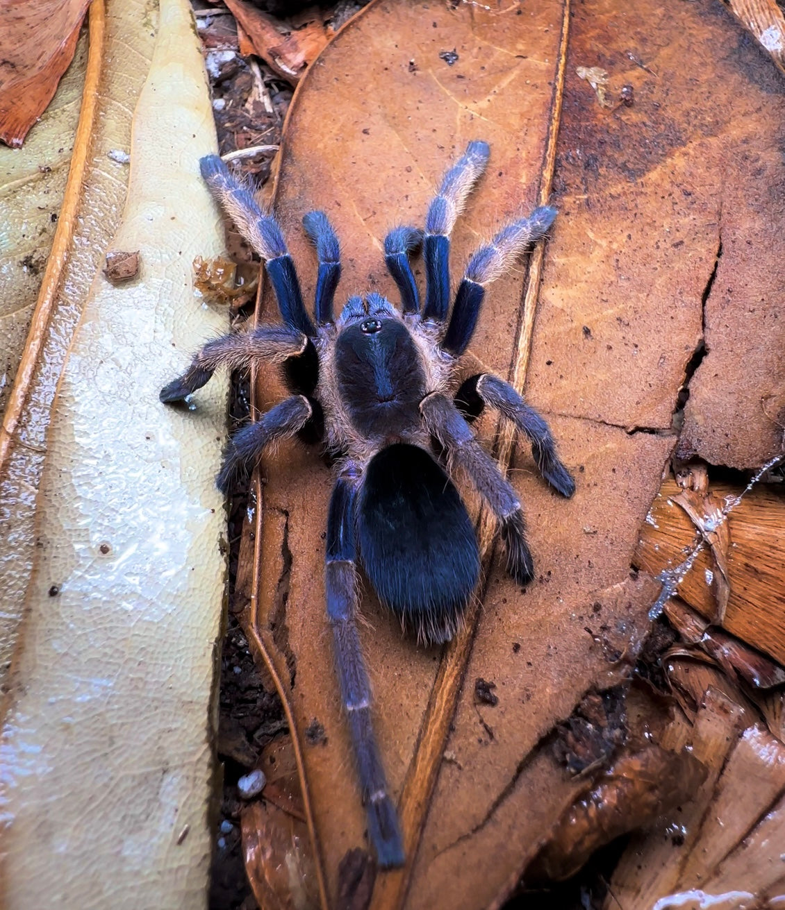 Orithoctinae sp. Ranong Blue tarantula - back side 