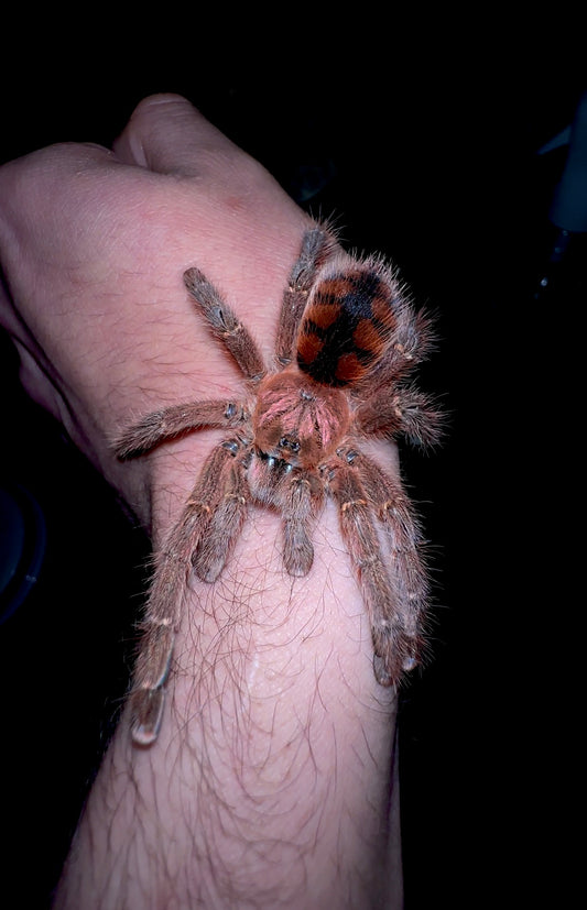 A. Minatrix tarantula on hand - wide shot - Tiger flame Pink Toe 