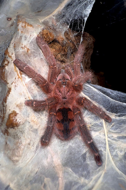 Avicularia minatrix adult female tarantula On web
