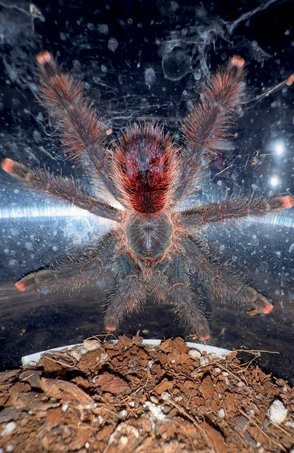Avicularia sp. Tucurui tarantula 3+ inch female for sale! Front side 