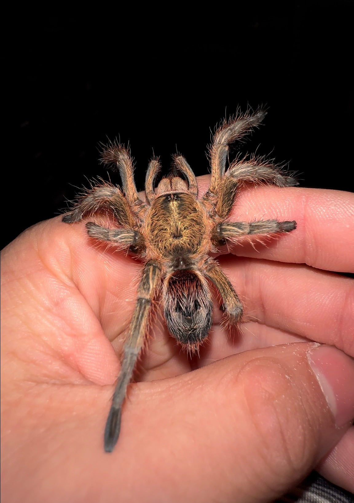Chilean golden flame tarantula walking On hand (golden Tarantula) 