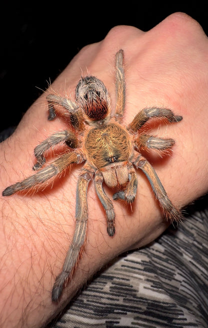 Euathlus Manicata Gold Tarantula female on hand 