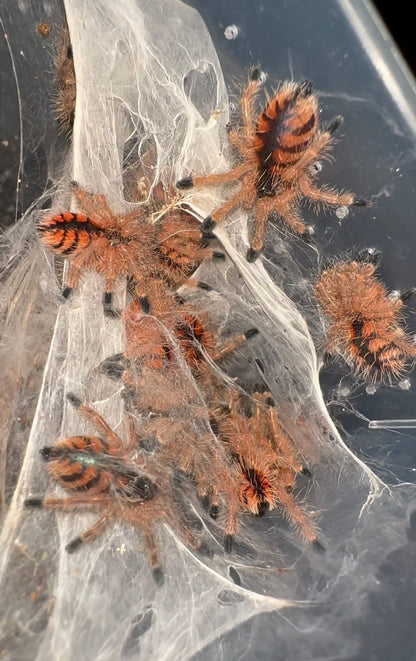 Avicularia Minatrix communal 