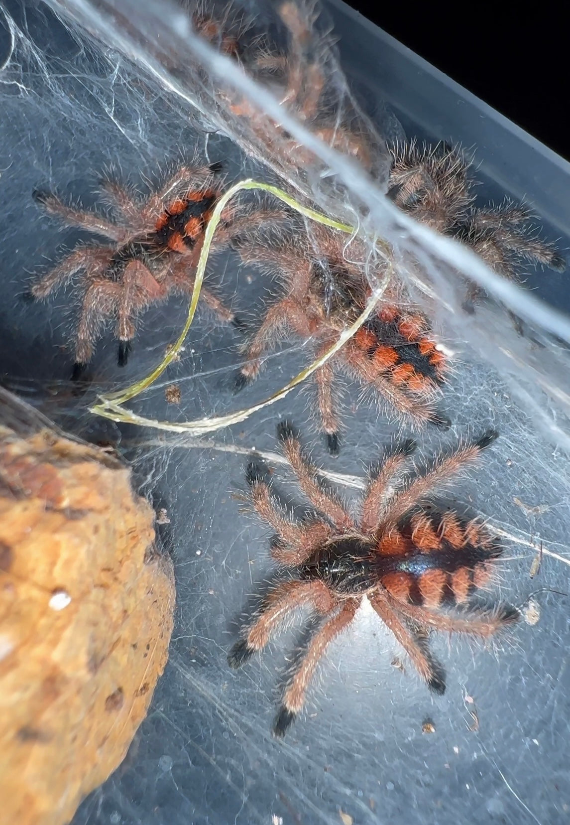 A. Minatrix - tiger flame pink toe tarantula  juvenile communal 