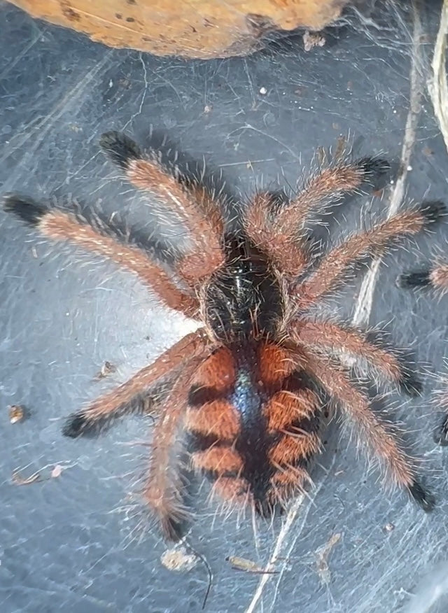 Avicularia minatrix LRG juvenile for sale - well started 
