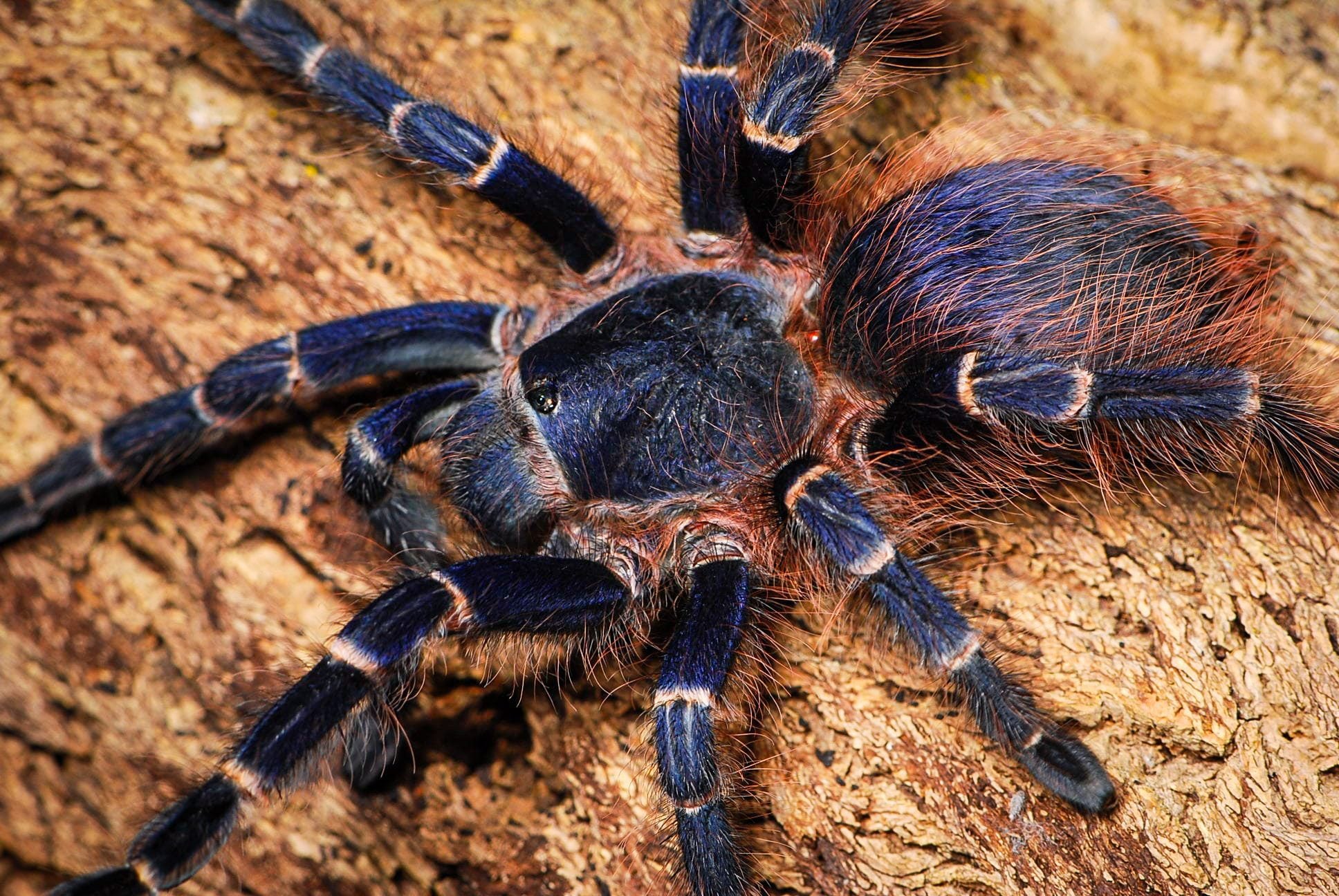 Nhandu cerradensis- Brazilian Blue and Red Tarantula for sale! 