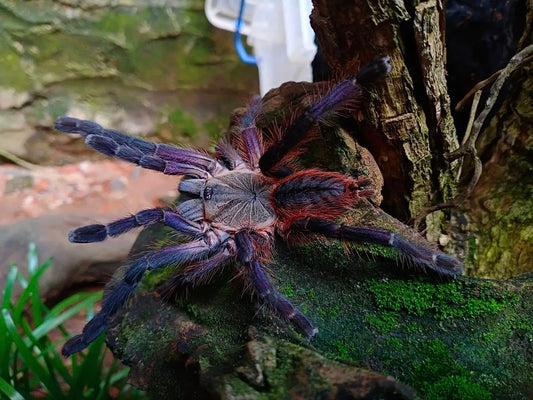 Purple Blaze Tree Spider - Orithoctinae sp. Phan Cay Red Adult Female tarantula 