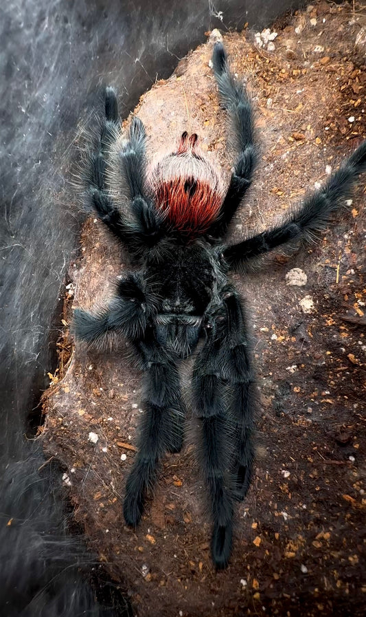 Grammostola iheringi Tarantula spread out on web 