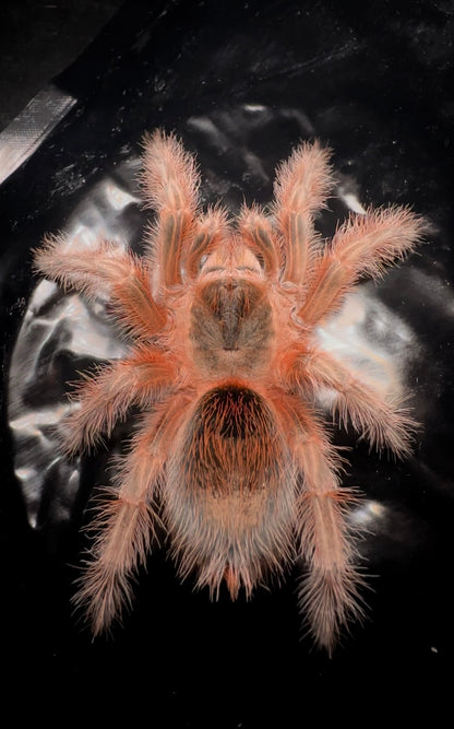Grammostola Concepcion - Chilean Lava Cream - EXTREMELY RARE!