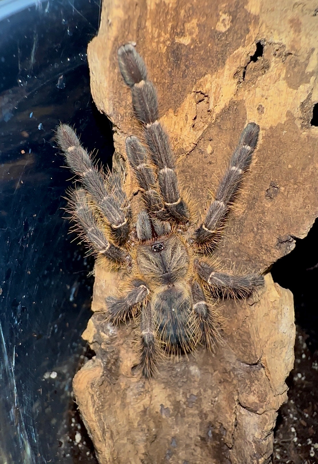 Purple Blaze Tree Spider (Phan Cay red Tarantula) 3 inch female for sale 