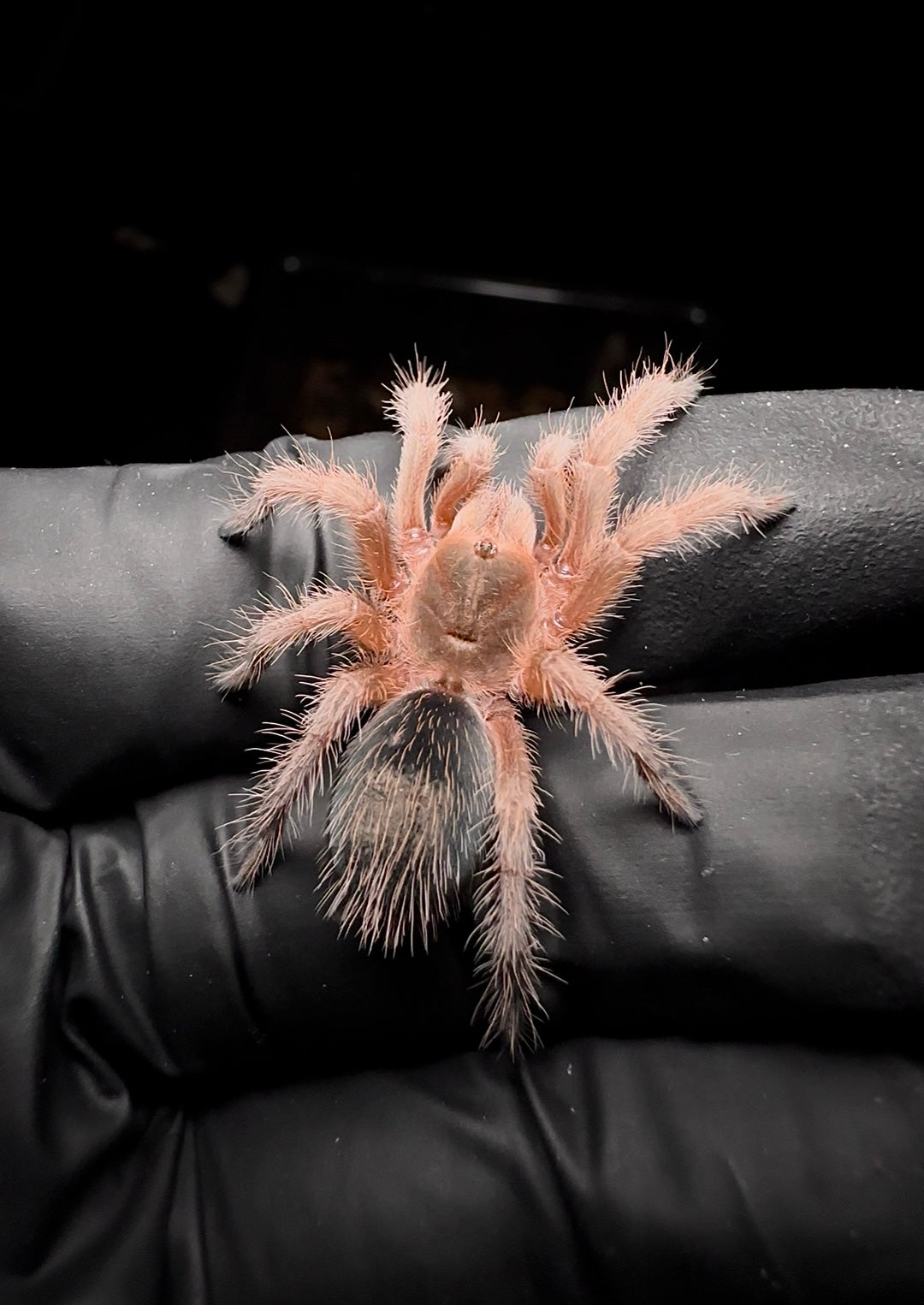 2+ inch Juvenile female Grammostola Rosea RCF tarantula on hand! For sale  