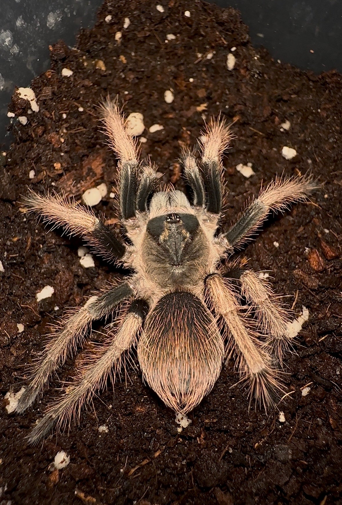 2.5 inch juvenile Pamphobeteus ultramarinus female tarantula on coconut fiber for sale 