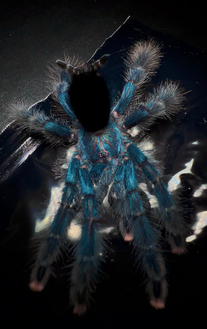 Avicularia Geroldi tarantula on dark background 