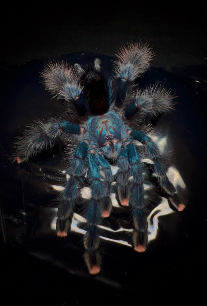 Front side shot of Avicularia Geroldi tarantula 