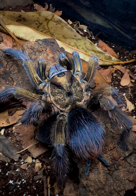 Phormictopus Auratus tarantula - Goliath Golden Birdeater close up 