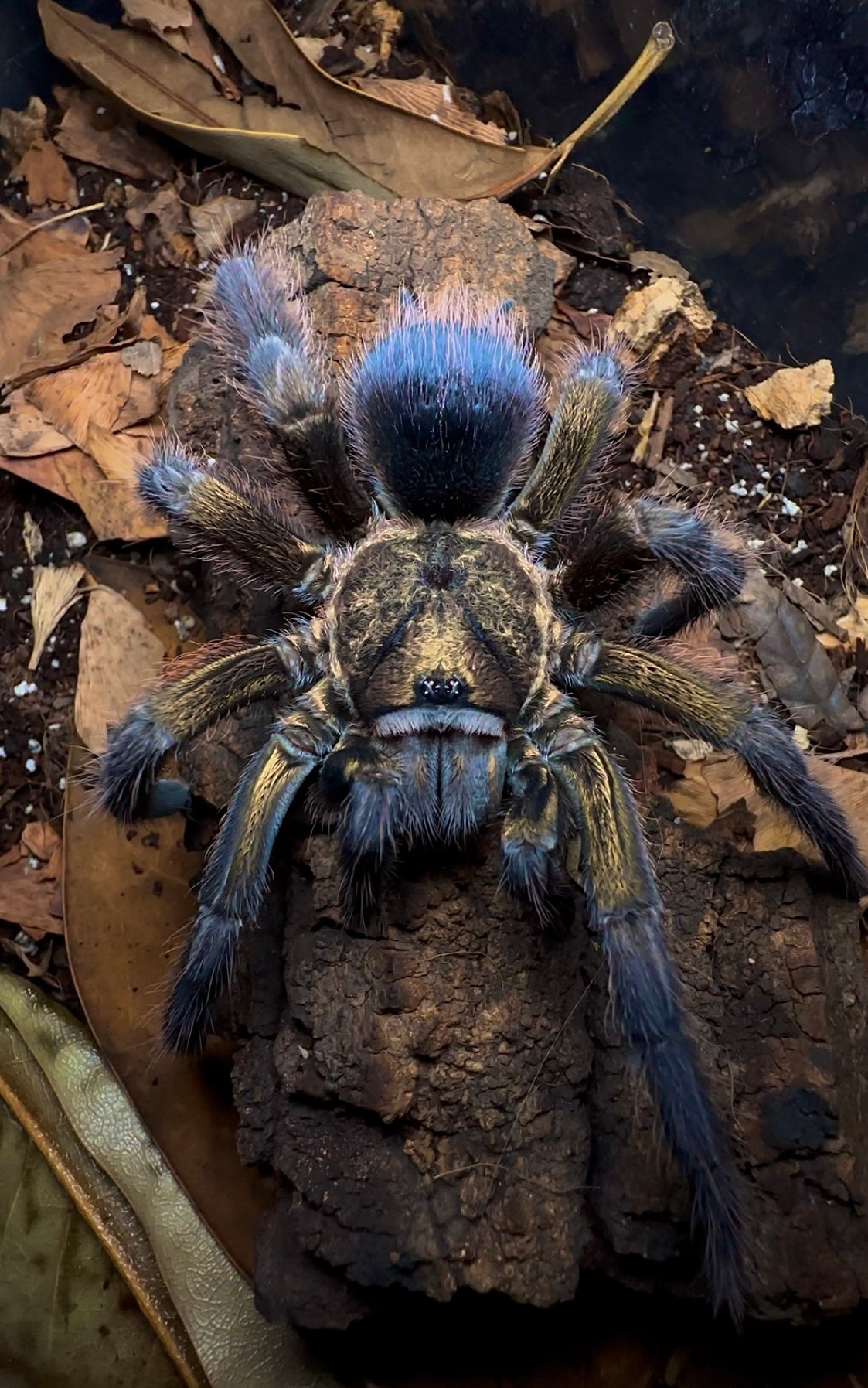 Phormictopus Auratus tarantula adult female for sale 