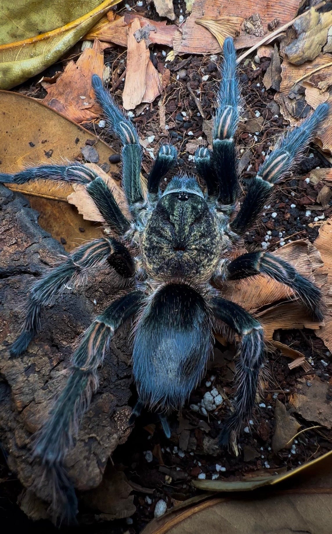 Thrixopelma sullana – Peruvian Green Velvet Tarantula - For Sale