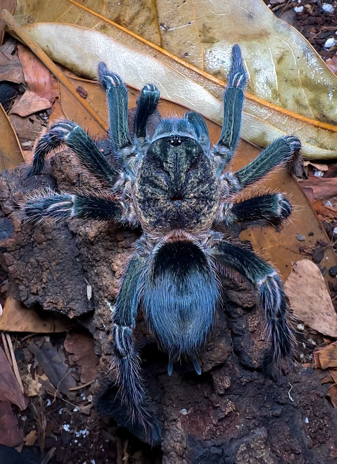 Thrixopelma sullana – Peruvian Green Velvet Tarantula - For Sale