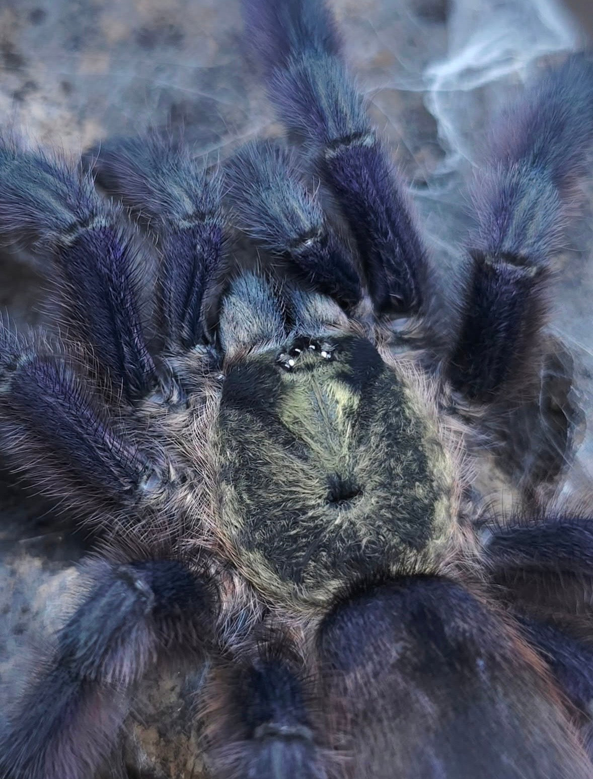 Tapinauchenius rasti – Caribbean Diamond Tarantula