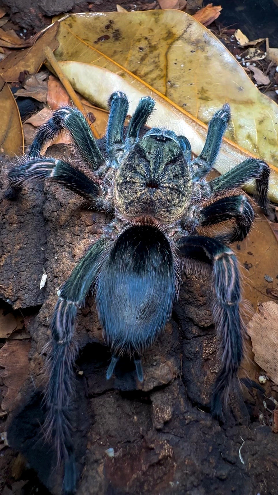 Thrixopelma sullana – Peruvian Green Velvet Tarantula - For Sale