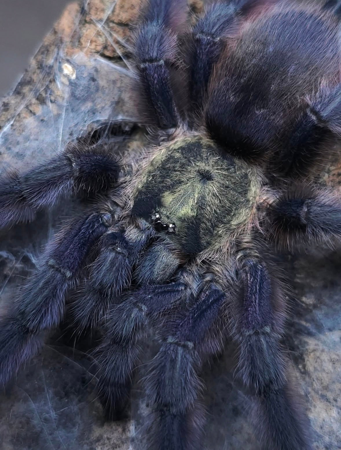 Tapinauchenius rasti – Caribbean Diamond Tarantula