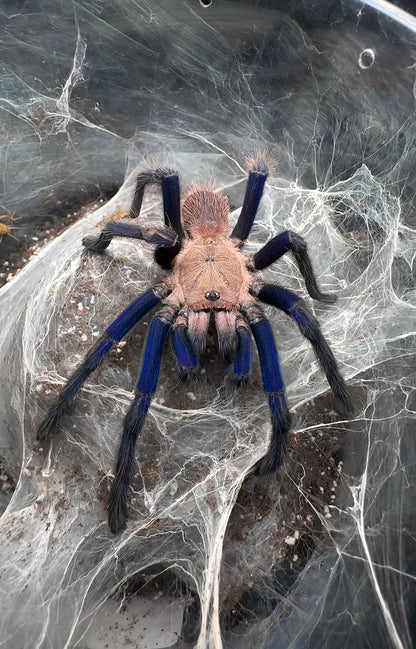 Blue Dream Earth Tiger Tarantula 
