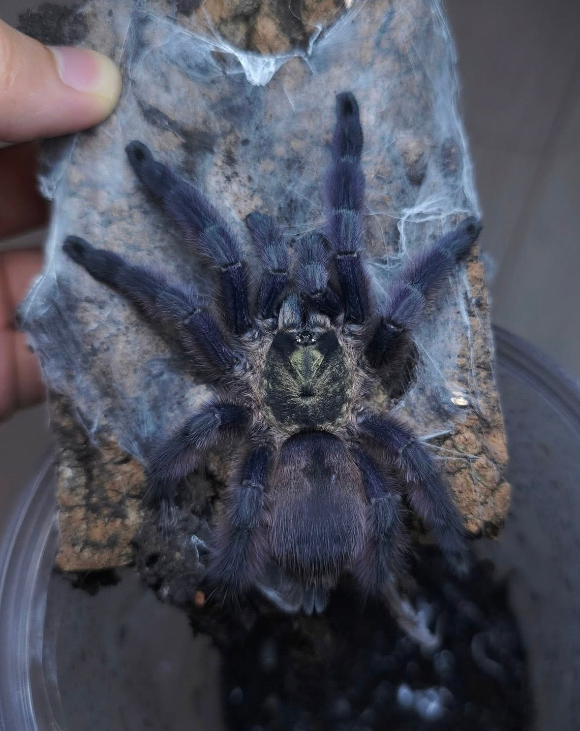 Tapinauchenius rasti – Caribbean Diamond Tarantula