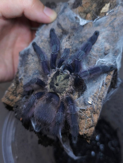 Tapinauchenius rasti – Caribbean Diamond Tarantula