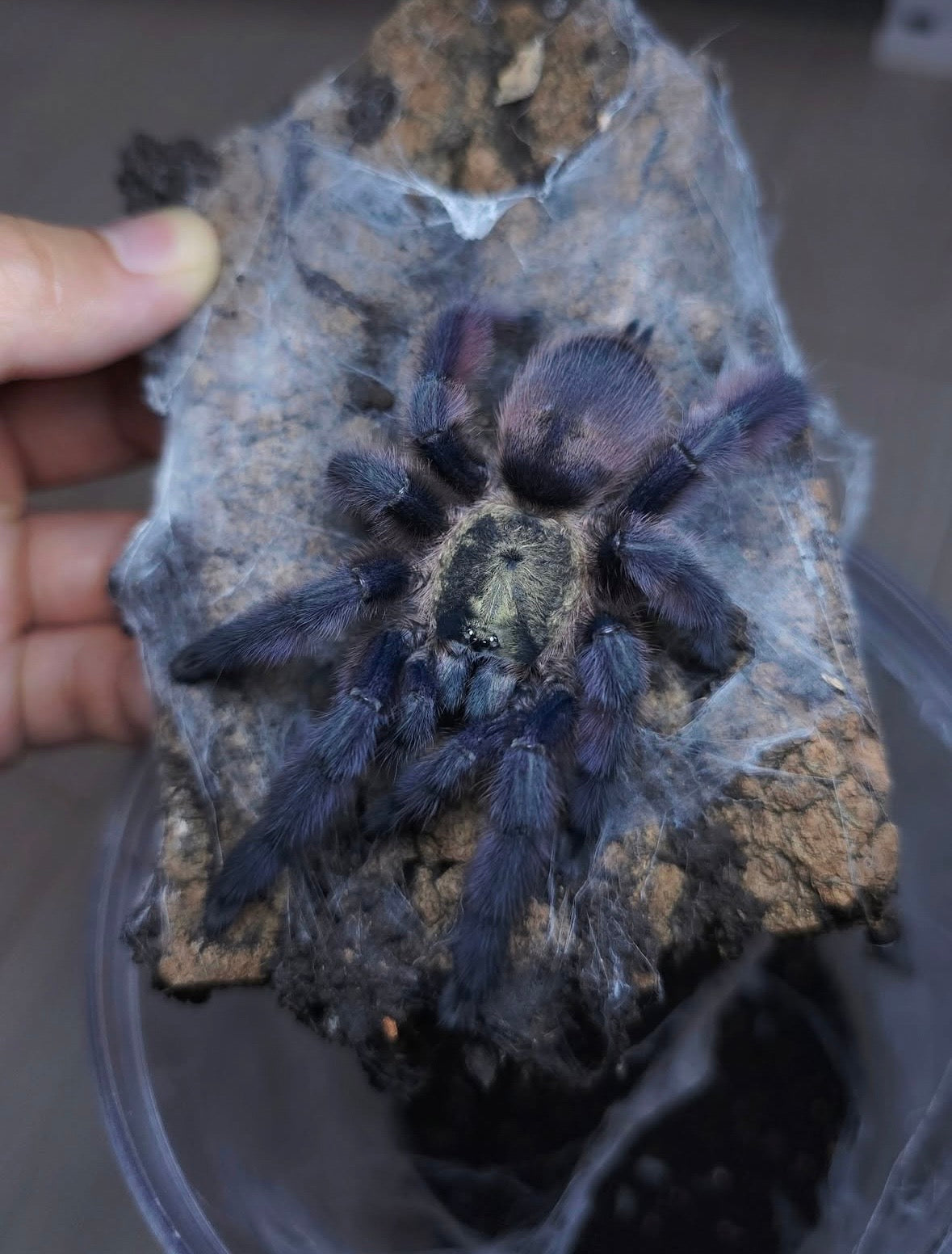 Tapinauchenius rasti – Caribbean Diamond Tarantula