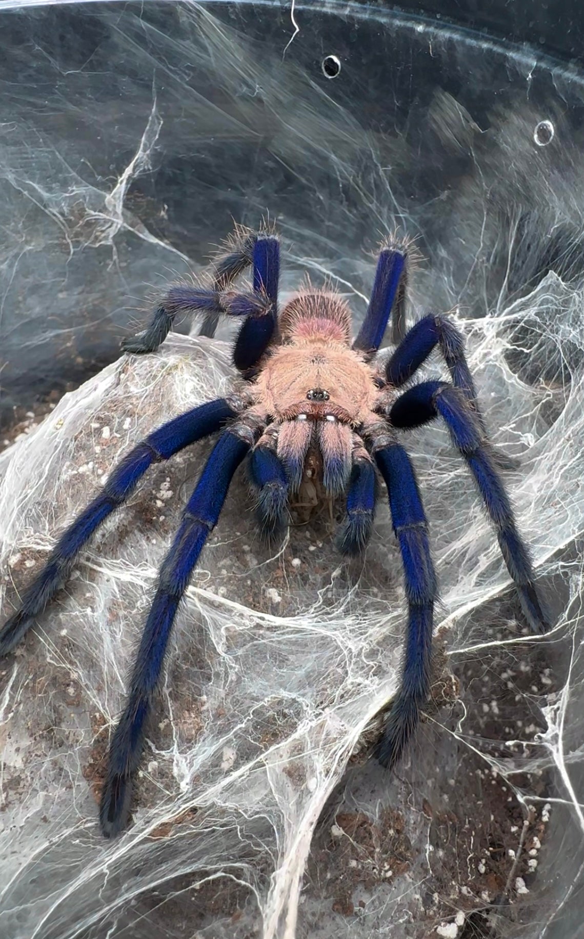 Giant Blue Tarantula on web (Chilobrachy sp. South Thailand Blue) 