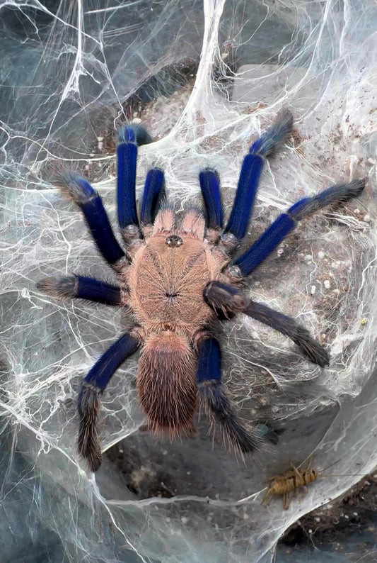 Chilobrachy sp. South Thailand Blue young adult female up close 