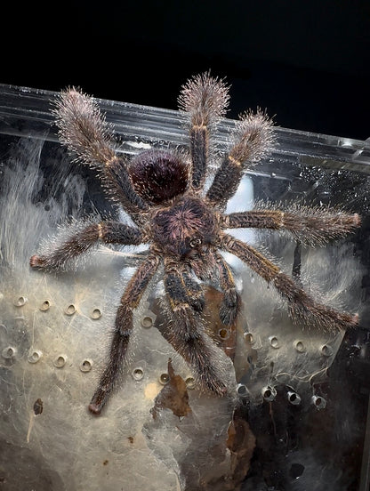 Avicularia Bicegoi Mature Male Tarantula up close 