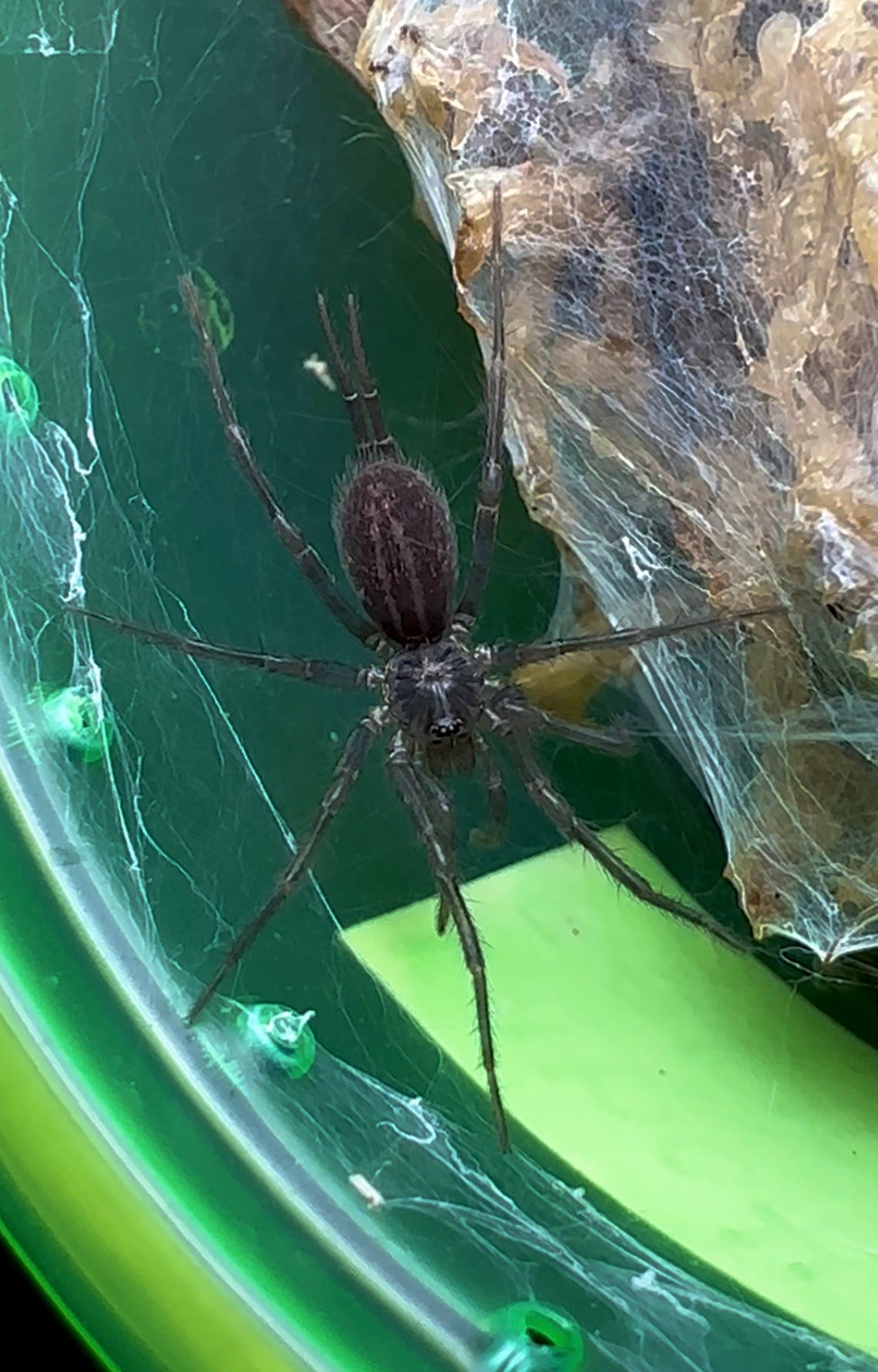 Linothele Sericata baby curtain web spider 