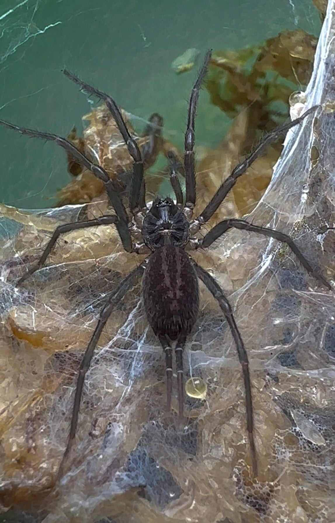 Linothele Sericata - Curtain web spider for sale - Unsexed sling 