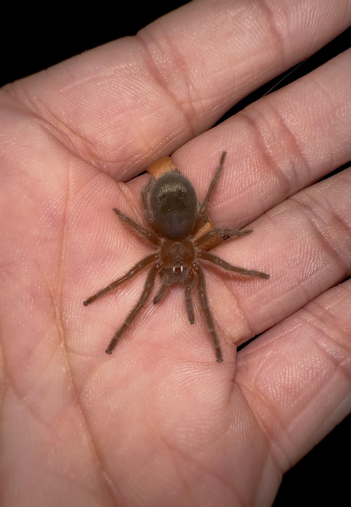 Grammostola pulchra - Brazilian Black - Adult Female For Sale