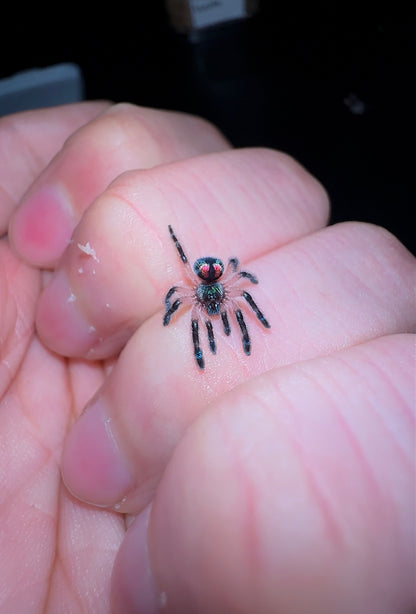 Typhochlaena seladonia 0.75 inch well started baby for sale - Brazilian Jewel tarantula 