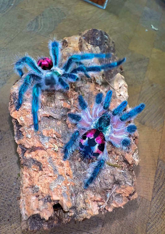 Male and Female Typhochlaena Seledonia breeding pair (Brazilian jewel tarantula)