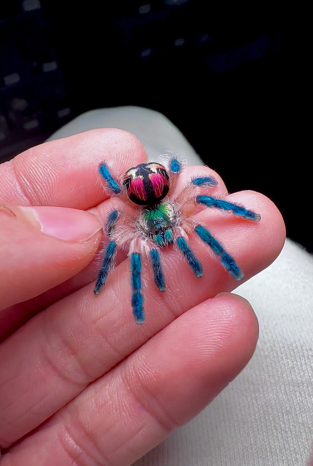 Brazilian jewel tarantula - Typhochlaena seladonia young adult female on hand 