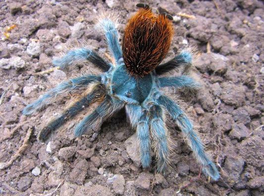 Aphonopelma marxi adult female tarantula - the American blue fuego tarantula 