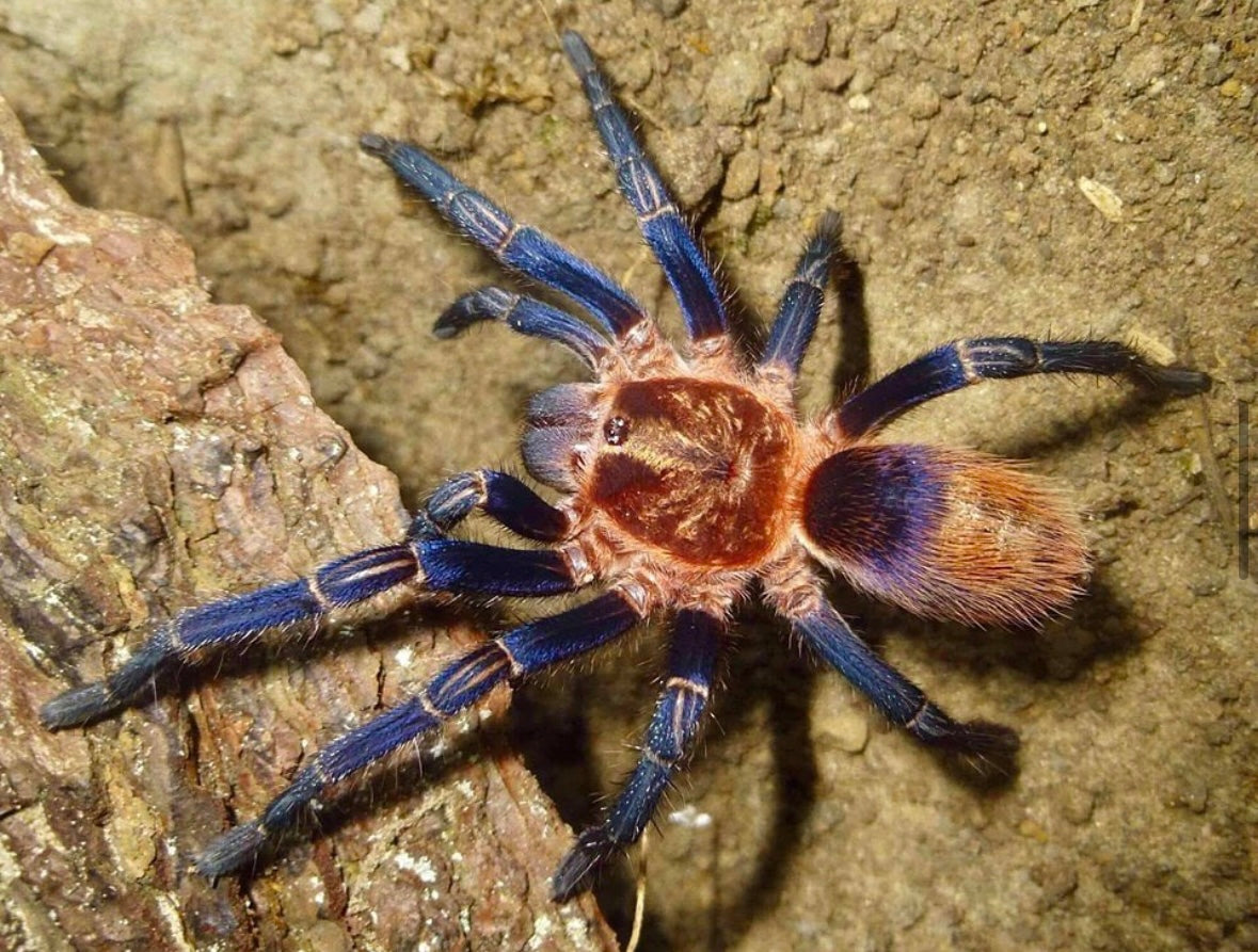 Theraphosidae sp. Cuzco - Royal blue and orange tarantula 