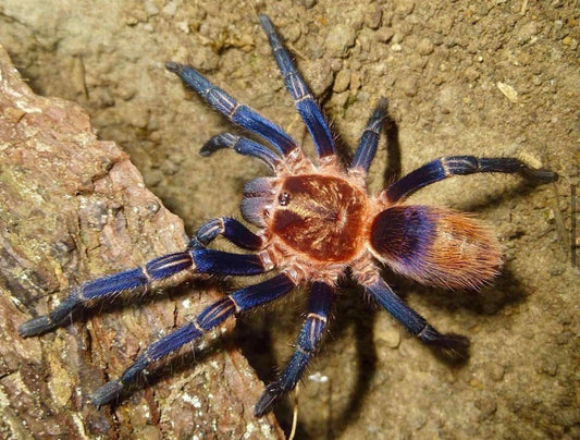 Theraphosidae sp. Cuzco - Royal blue and orange tarantula 